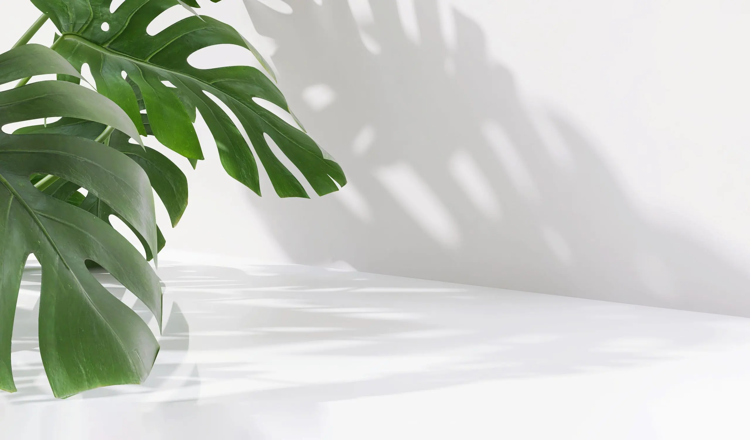 Empty modern, minimal counter, table top, green monstera in sunlight, leaf shadow on white outdoor wall in background